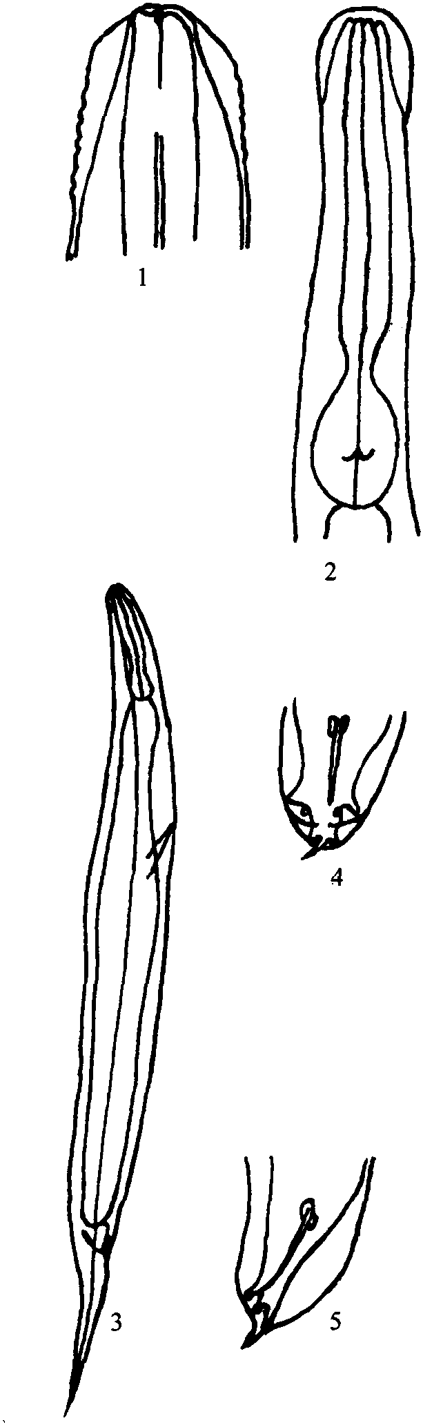 松鼠住腸線蟲(chóng)